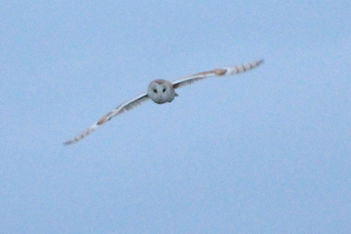 Western Barn Owl observed by jreader1