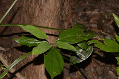 Neolitsea dealbata