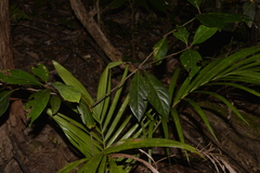 Neolitsea dealbata