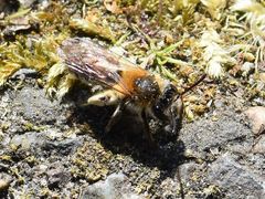 Andrena nitida