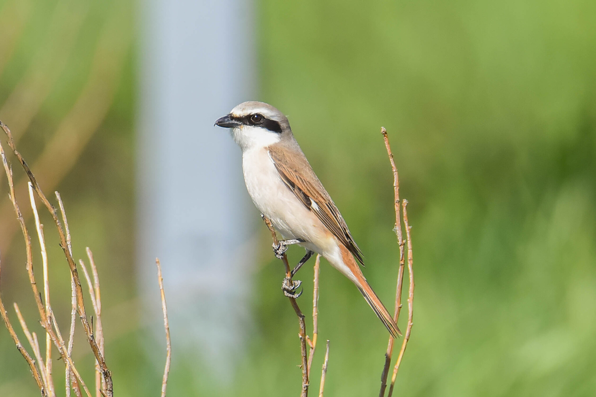 Red-tailed Shrike (Lanius phoenicuroides), photo 7