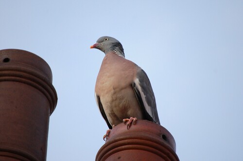 Common Wood-Pigeon