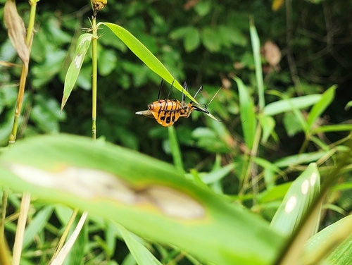Sycanus croceus