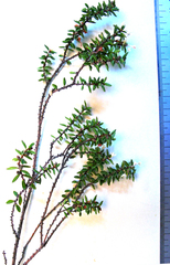 Lachnaea ruscifolia