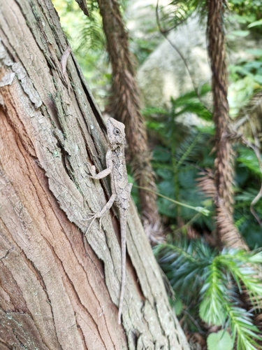 Shaanxi Mountain Agama
