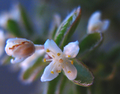 Lachnaea ruscifolia