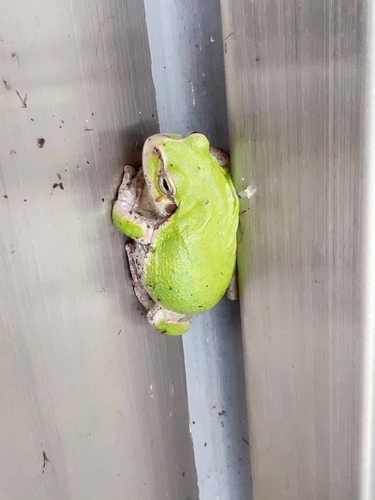 Japanese Tree Frog