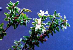 Lachnaea ruscifolia