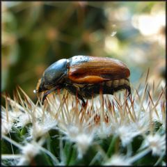 Anisoplia austriaca
