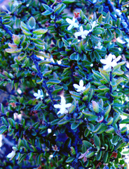 Lachnaea ruscifolia