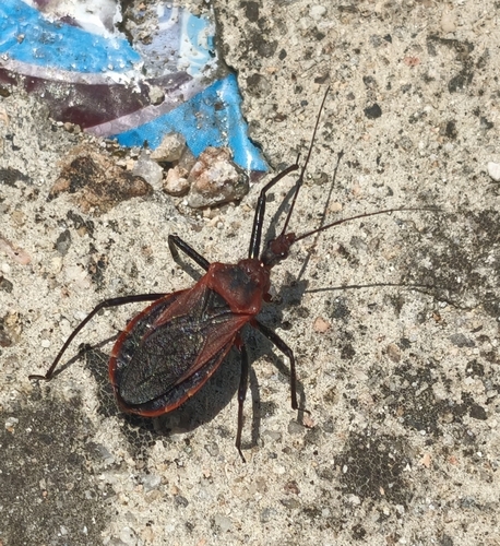 Rhynocoris incertis