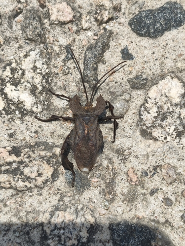 Derepteryx obscurata