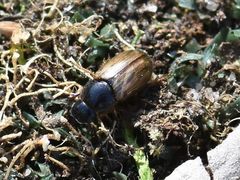 Melinopterus