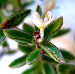 Lachnaea ruscifolia