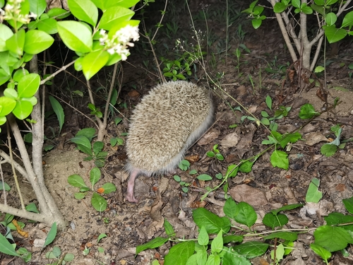 Amur Hedgehog