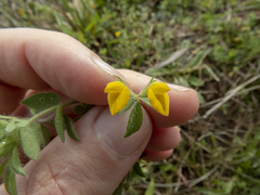 Lotus angustissimus
