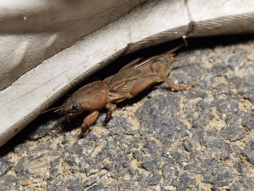 Oriental Mole Cricket