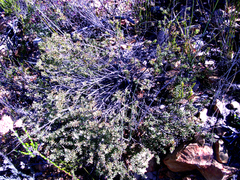 Lachnaea ruscifolia