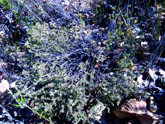 Lachnaea ruscifolia