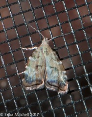 Choreutis diana