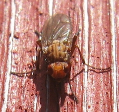 Heleomyzinae