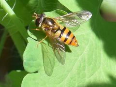 Epistrophe melanostoma