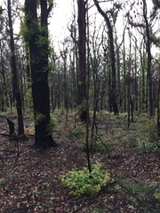 Eucalyptus globoidea