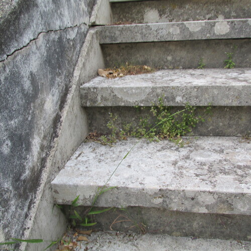 Ehrharta erecta iNat (3)