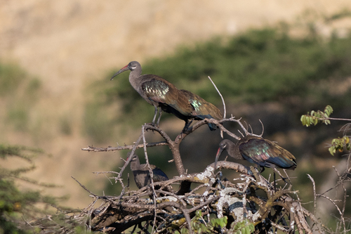 iNaturalist image