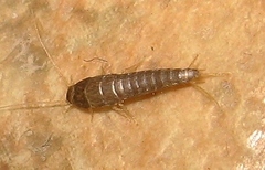 Lepisma