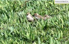 Pseudopodoces humilis