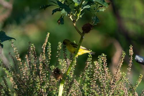 iNaturalist image
