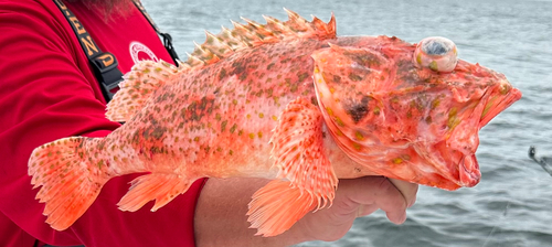 Spinycheek scorpionfish (Neomerinthe hemingwayi) — Scorpaenidae — 3