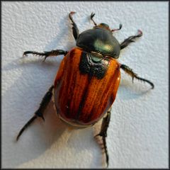 Anisoplia austriaca