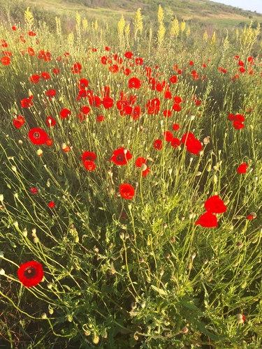 common poppy