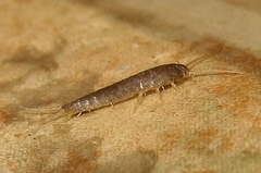 Lepisma
