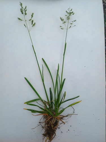 Smooth Meadow-grass