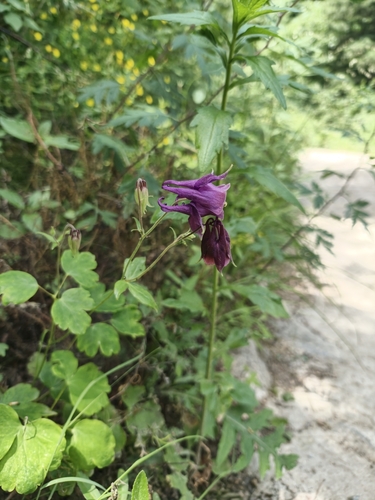 Aquilegia yabeana