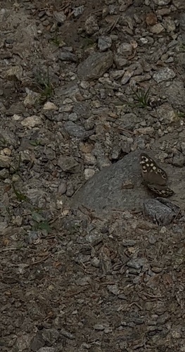 Speckled Wood