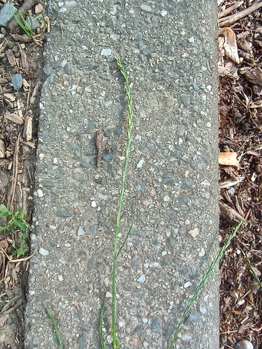 Perennial Ryegrass
