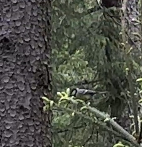 Great Tit