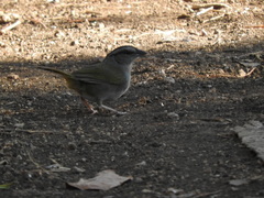 Arremonops chloronotus