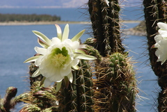 Trichocereus cuzcoensis
