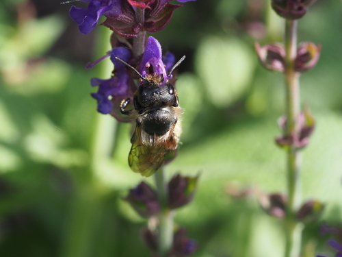 Red Mason Bee