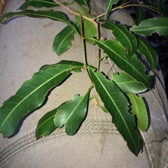 Cupaniopsis parvifolia