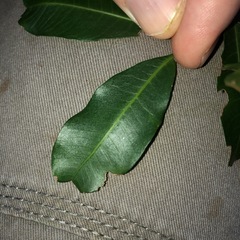 Cupaniopsis parvifolia