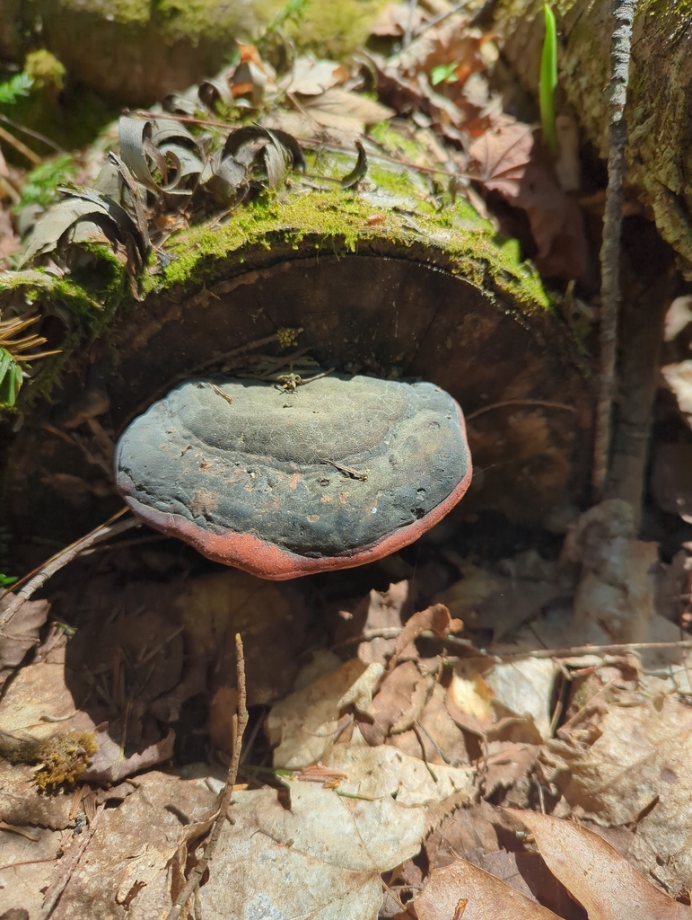 Northern Red Belt · May 2026 · photo: Photo: no rights reserved · iNaturalist