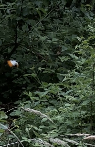 orange-tip