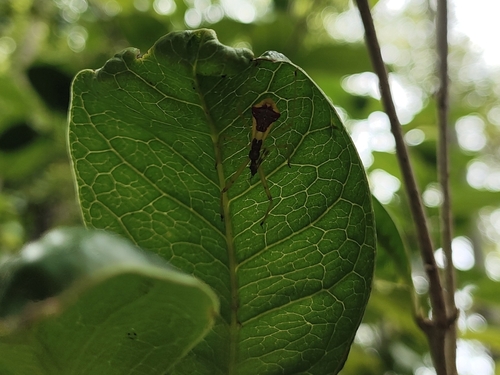 Epidaus famulus
