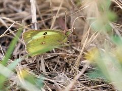 Colias erate